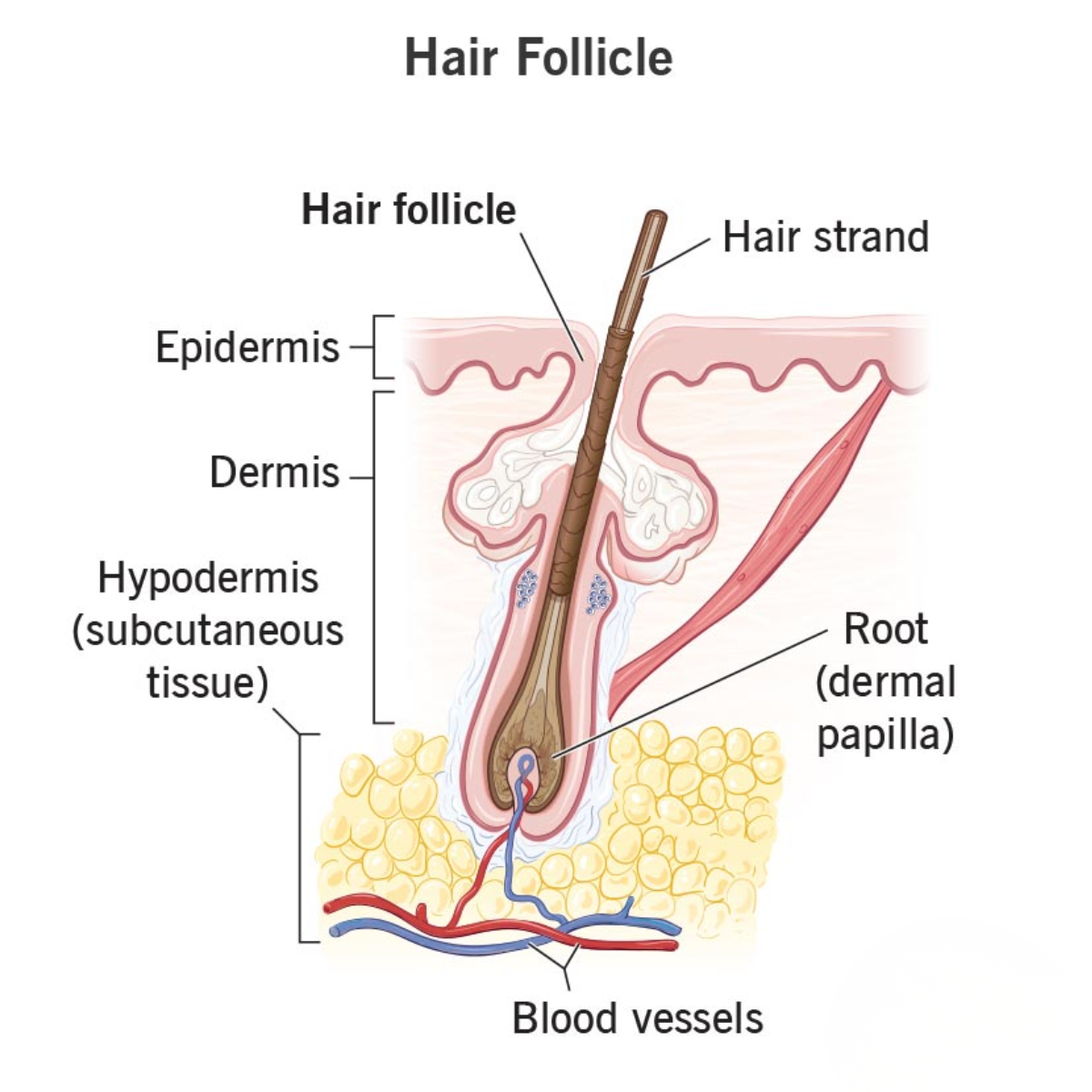 Cau-tao-chi-tiet-cua-nang-toc